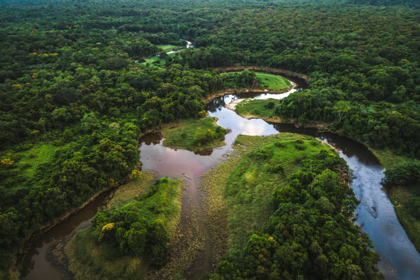 istock Mata Atlantica - Atlantic Forest in Brazil 935741842