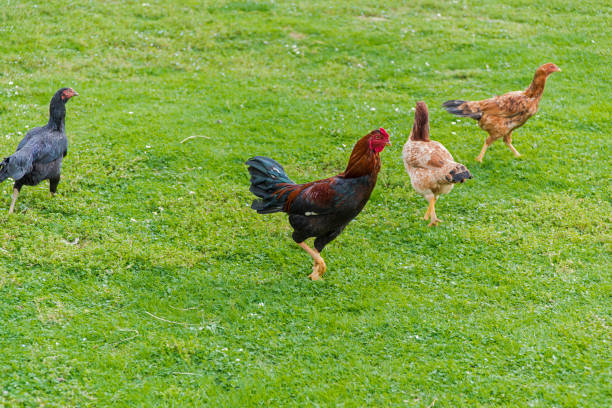 istock Free Range Foraging Chickens at Organic Farm 935741996