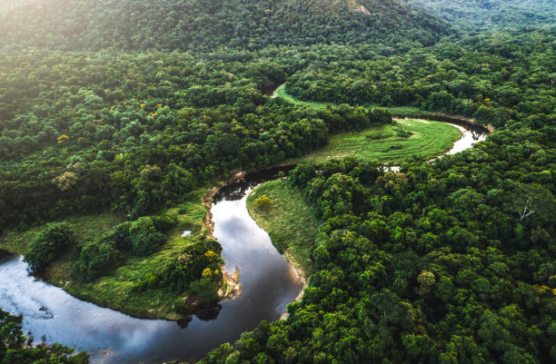 istock Mata Atlantica - Atlantic Forest in Brazil 935742014