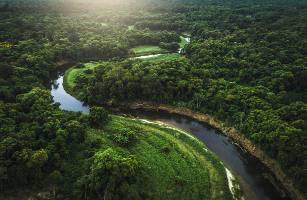 istock Mata Atlantica - Atlantic Forest in Brazil 935745296
