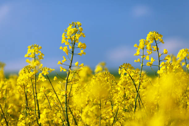 istock flowering rapeseed canola or colza 935745680