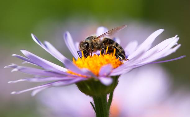 istock bee or honeybee in Latin Apis Mellifera on flower 935745806