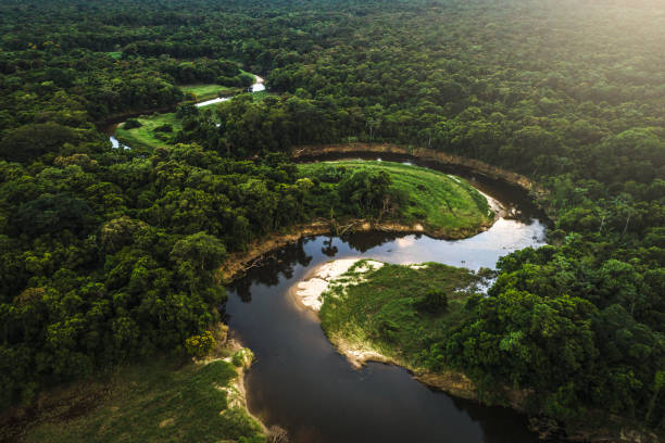 istock Mata Atlantica - Atlantic Forest in Brazil 935745868