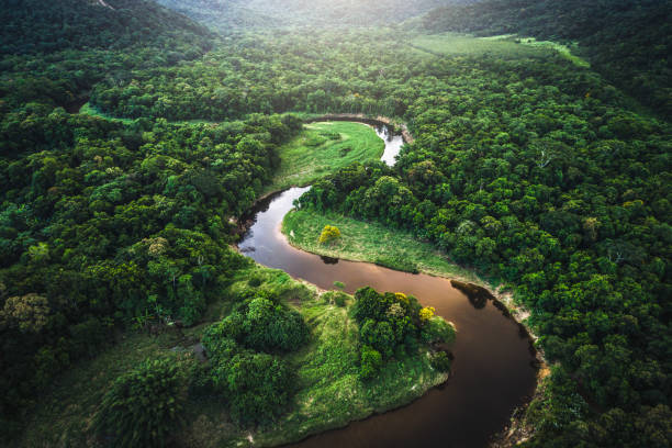 mata atlantica - foresta atlantica in brasile - veduta in pianta immagine foto e immagini stock