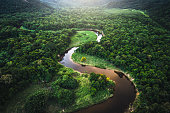 istock Mata Atlantica - Atlantic Forest in Brazil 935746242
