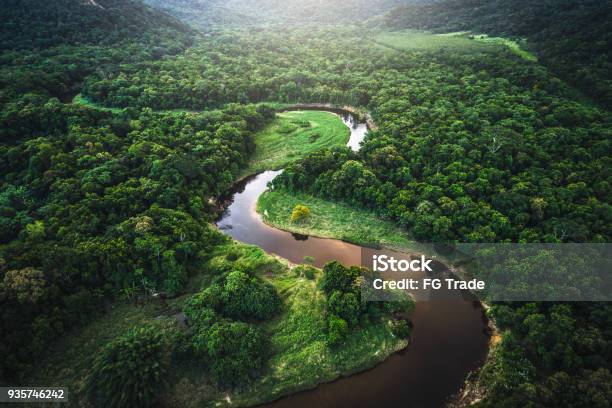 Mata Atlantica Atlantic Forest In Brazil Stock Photo - Download Image Now - Amazon Rainforest, Forest, Amazon River