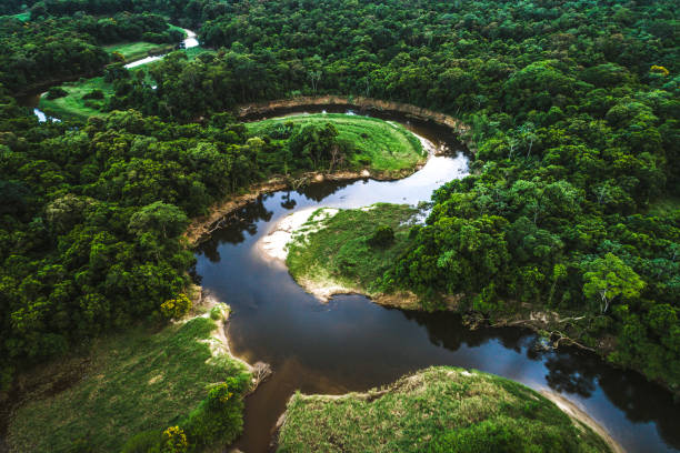istock Mata Atlantica - Atlantic Forest in Brazil 935746480