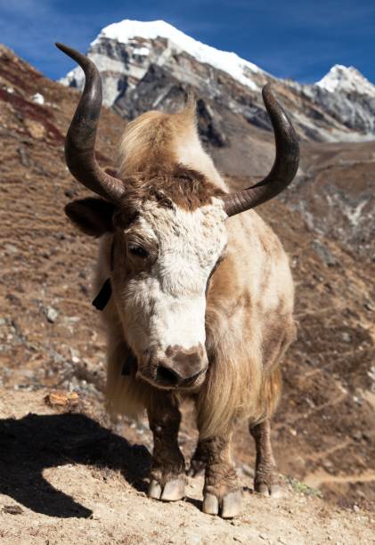 istock Yak on the way to Everest base camp 935748588