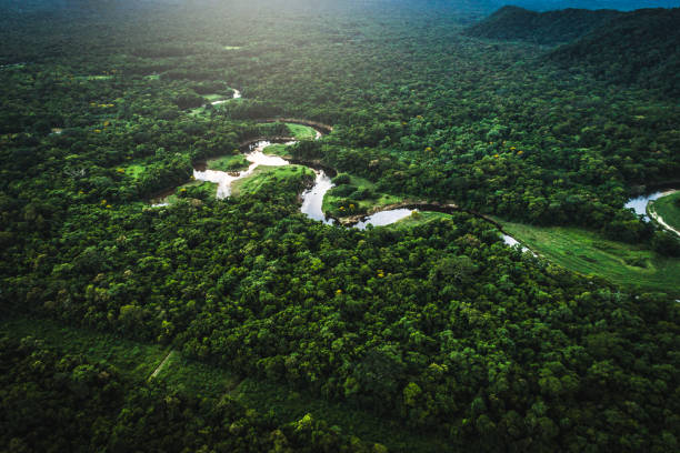istock Mata Atlantica - Atlantic Forest in Brazil 935751038