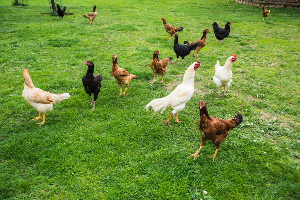 istock Free Range Foraging Chickens at Organic Farm 935751280