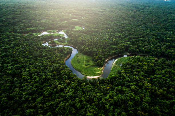 Mata Atlantica - Atlantic Forest in Brazil Drone Footage amazon river green stock pictures, royalty-free photos & images