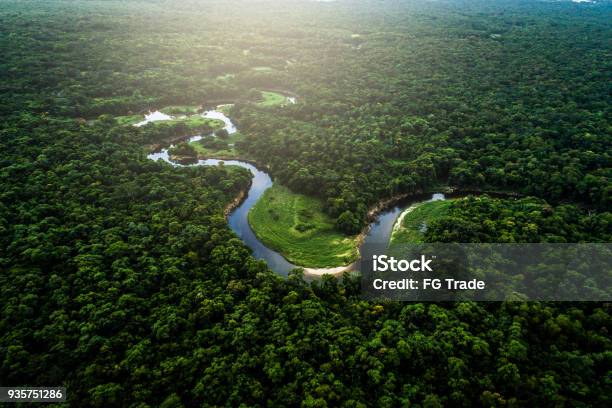Mata Atlantica Atlantic Forest In Brazil Stock Photo - Download Image Now - Amazon Rainforest, Forest, Amazon River