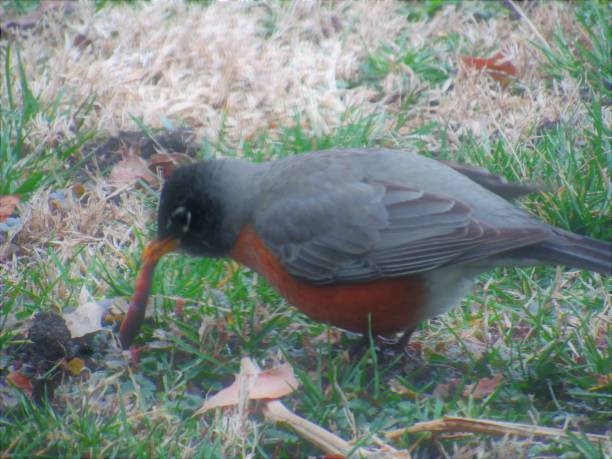 Robin Pulling Ritual 200+ Robin Eating A Worm Stock Photos, Pictures & Royalty-Free Images ...