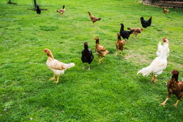istock Free Range Foraging Chickens at Organic Farm 935751402