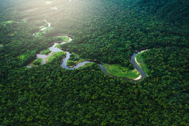 istock Mata Atlantica - Atlantic Forest in Brazil 935751654