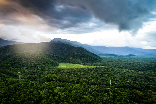 istock Mata Atlantica - Atlantic Forest in Brazil 935754240