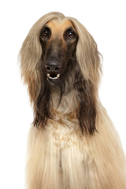 Close-up of Afghan hound Close-up of Afghan hound isolated on white background afghan hound stock pictures, royalty-free photos & images