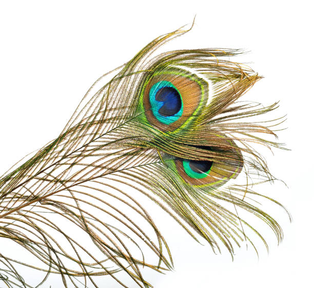 Carnival peacock feathers. stock photo