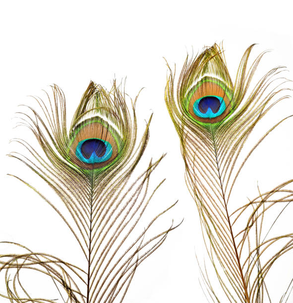 Carnival peacock feathers. stock photo