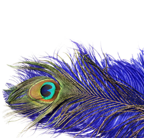 Carnival peacock feathers. stock photo