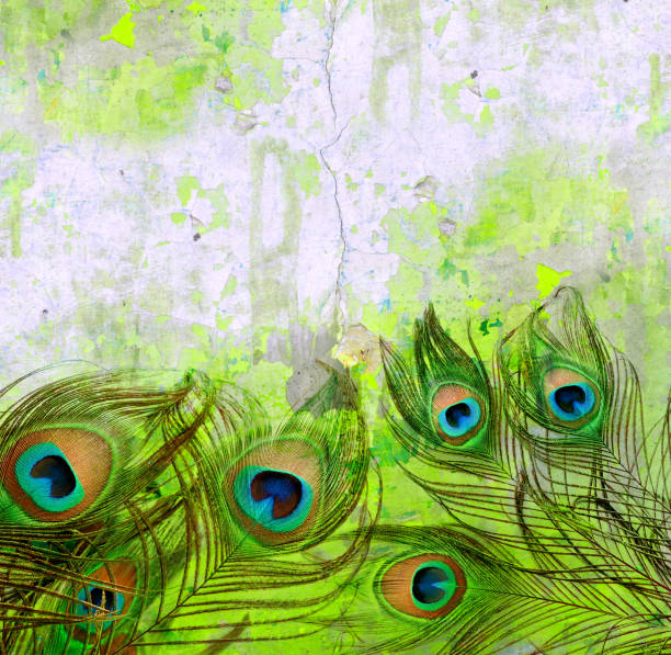 Peacock feathers. stock photo