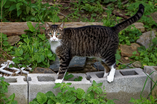 A beautiful tabby cat standing on cement blocks