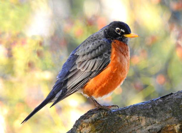 アメリカンヒタキに位置する枝 - american robin ストックフォトと画像