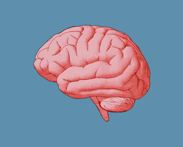 Engraving red pink brain side view with watercolor and drawing illustration on blue turquoise color background