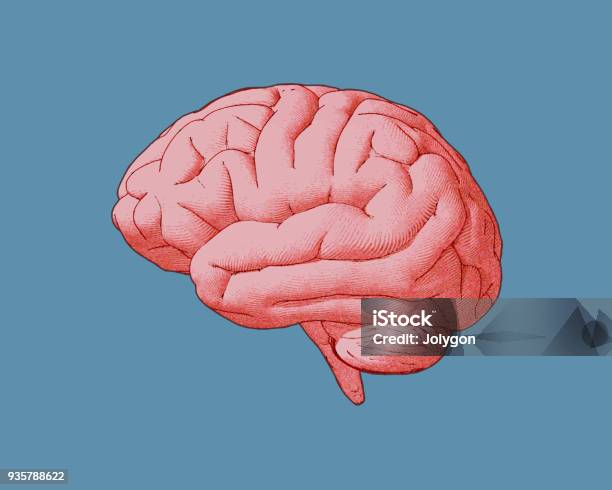 Colorful Vintage Brain Illustration Isolated On Blue Bg Stock Illustration - Download Image Now