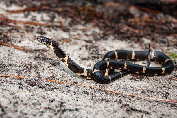 eastern kingsnake - snake animal young animal crawling zdjęcia i obrazy z banku zdjęć