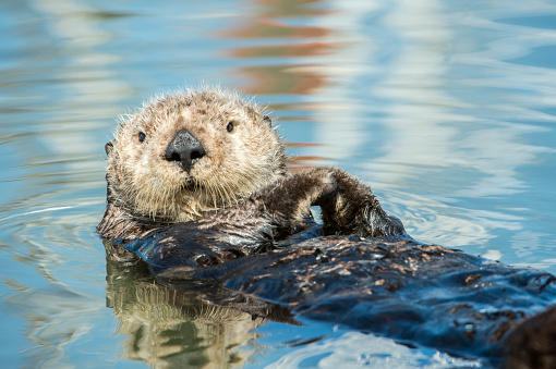 Close-up wild sea otter (Enhydra lutris) resting, while floating on his back. There are small ripples in the water reflecting the sky and clouds above the bay.\n\nTaken in Moss Landing, California. USA