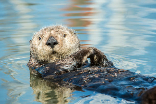 Close-up of Wild Sea Otter Resting in Calm Ocean Water Close-up wild sea otter (Enhydra lutris) resting, while floating on his back. There are small ripples in the water reflecting the sky and clouds above the bay.

Taken in Moss Landing, California. USA sea otter stock pictures, royalty-free photos & images