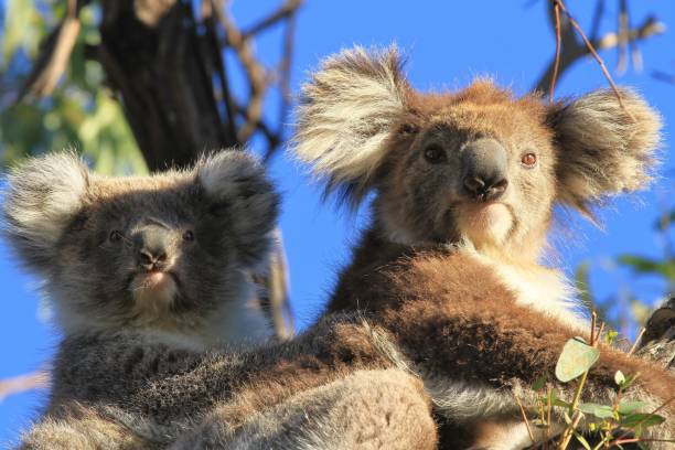istock Koala and baby in the wild 935799824