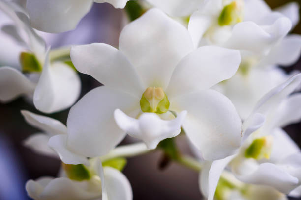 Rhynchostylis Gigantea orchid flowers with white color Rhynchostylis Gigantea orchid flowers with white color rhynchostylis gigantea orchid stock pictures, royalty-free photos & images