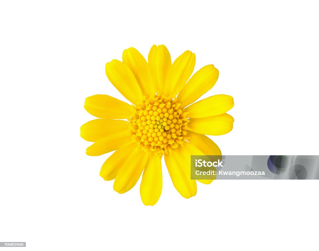 아름 다운 노란 데이지 꽃 흰색 배경에 고립 0명에 대한 스톡 사진 및 기타 이미지 - 0명, 건강관리와 의술, 꽃 나무 - Istock