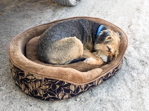 istock Border Terrier Dog Sleeps in his Bed 935815388
