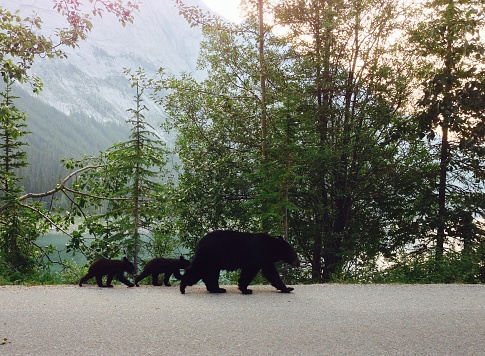 A mama black bear and her two cubs walk on the road near a lake in the Canadian Rocky Mountains in Jasper, Alberta