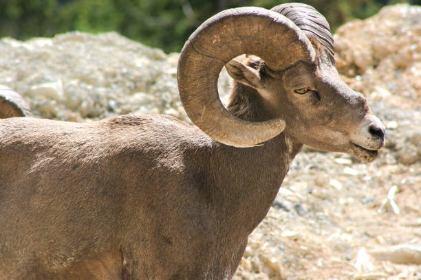 istock Big Horned Sheep Mountain Goat 935815922