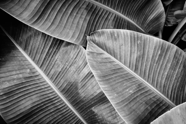 istock tropical banana palm leaf 935818592