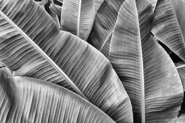 istock tropical banana palm leaves 935818644