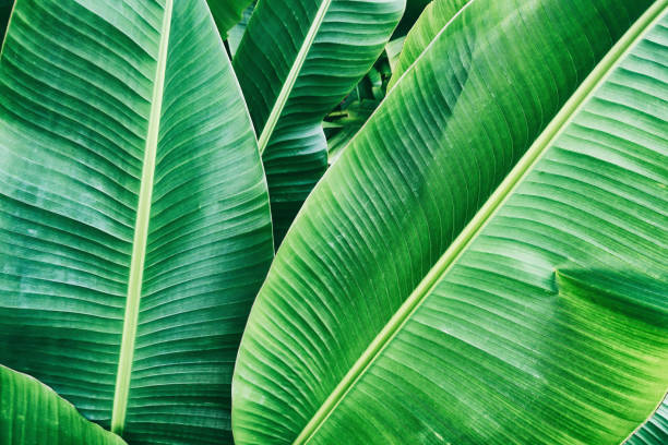 istock tropical banana palm leaves 935818650