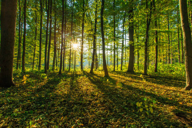 istock Sunrise in autumn forest 935818916