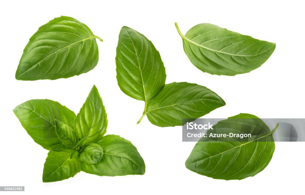 Basil leaves isolated on white background Basil Stock Photo