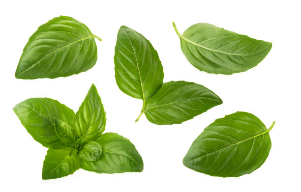 Basil leaves isolated on white background Basil leaves isolated on white background high section photos stock pictures, royalty-free photos & images