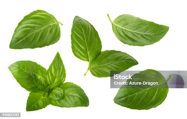 Basil Leaves Isolated On White Background Stock Photo - Download Image Now - Basil, Leaf, Cut Out