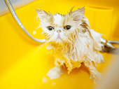 Wet, scared and unhappy cat during bath with bright yellow eyes, funny expression.