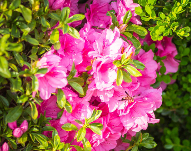 istock Wasp on Hedge Trimmed Pink Azaleas in Full Bloom 935827192