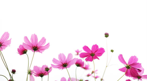 istock pink cosmos flower in the meadow 935829642