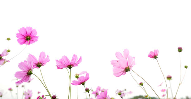 istock pink cosmos flower in the meadow 935829646