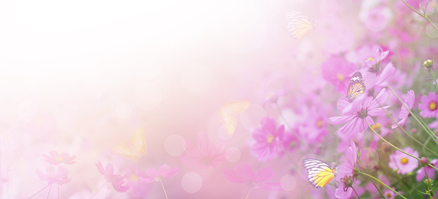 Violet color floral abstract background. Close up pink cosmos flower and butterfly with copy space. Soft style with vintage filter effect. Banner size.